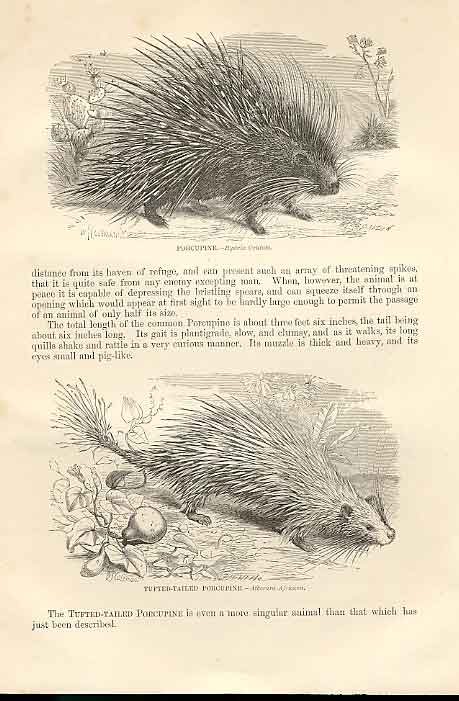 Original Old Antique Print Porcupine Tufted Tailed Porcupine 1862 Engraving