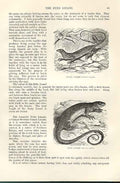 Original Old Antique Print Scaly & Eyed Lizards 1862 Wood'S Natural History