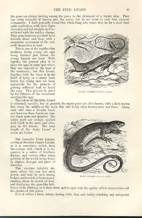 Original Old Antique Print Scaly & Eyed Lizards 1862 Wood'S Natural History