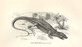 Original Old Antique Print Cape Spine Foot 1862 Wood'S Natural History Lizard