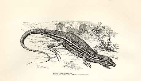 Original Old Antique Print Cape Spine Foot 1862 Wood'S Natural History Lizard