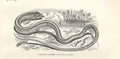 Original Old Antique Print Anguine Lizard 1862 Wood'S Natural History Engraving