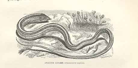 Original Old Antique Print Anguine Lizard 1862 Wood'S Natural History Engraving