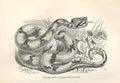 Original Old Antique Print Fer De Lance 1862 Wood'S Natural History Snakes 19th