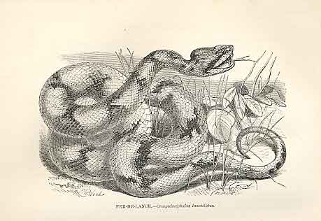 Original Old Antique Print Fer De Lance 1862 Wood'S Natural History Snakes 19th