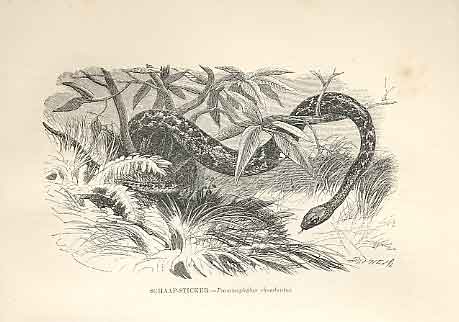 Old Antique Print Boiguacu & Anacondo 1862 Wood'S Natural History Snakes 19th