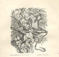 Original Old Antique Print Gen Tree Snake Langaha 1862 Wood'S Natural History