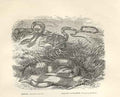 Original Old Antique Print Dipsas Banded Bungarus 1862 Engraving Snakes 19th
