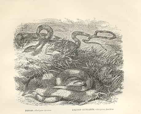 Original Old Antique Print Dipsas Banded Bungarus 1862 Engraving Snakes 19th