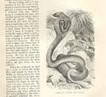 Original Old Antique Print Cobra Di Capello 1862 Wood'S Natural History Snakes