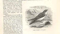 Old Antique PrintPages 1862 Wood'S Natural History Birds Engravings