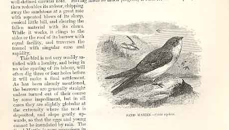 Old Antique PrintPages 1862 Wood'S Natural History Birds Engravings