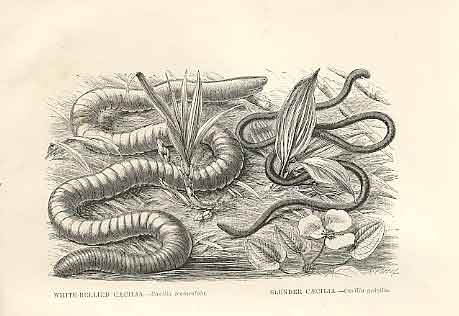 Old Antique Print White Bellied Caecillia 1862 Wood'S Natural History Wor 19th