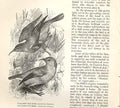 Original Old Antique PrintEngravings Birds 1862 Wood'S Natural History *1