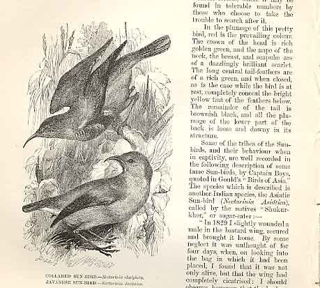 Original Old Antique PrintEngravings Birds 1862 Wood'S Natural History *1