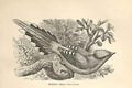 Original Old Antique Print Hunting Cissa 1862 Wood'S Natural History Birds 19th