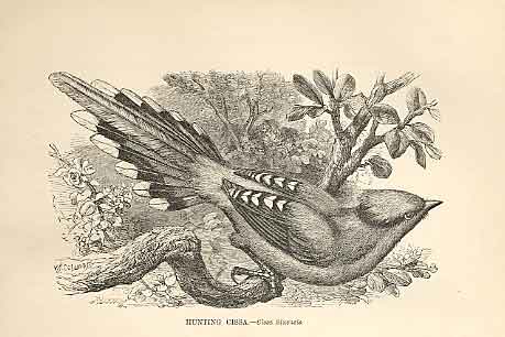 Original Old Antique Print Hunting Cissa 1862 Wood'S Natural History Birds 19th