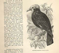 Original Old Antique Print Crowned Grackle 1862 Wood'S Natural History Birds