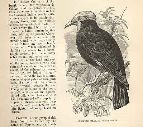 Original Old Antique Print Crowned Grackle 1862 Wood'S Natural History Birds
