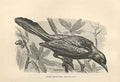 Original Old Antique Print Green Boat Tail 1862 Wood'S Natural History Birds