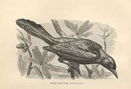 Original Old Antique Print Green Boat Tail 1862 Wood'S Natural History Birds