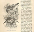 Original Old Antique Print Orchard Oriole 1862 Wood'S Natural History Birds