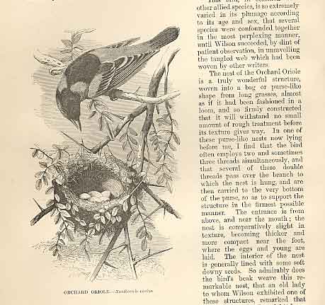 Original Old Antique Print Orchard Oriole 1862 Wood'S Natural History Birds