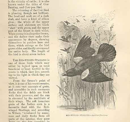 Original Old Antique Print Red Wing Starling 1862 Wood'S Natural History Birds
