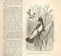 Original Old Antique Print Rice Tropial Or Bob O Link 1862 Bird Engraving 19th