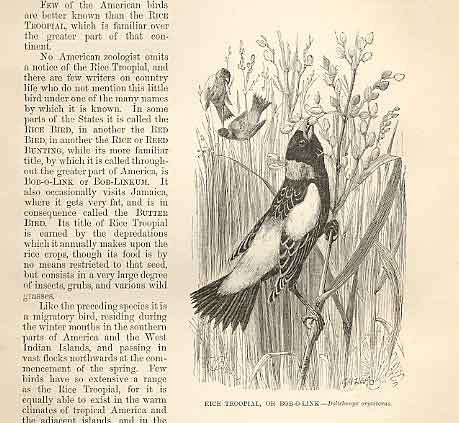 Original Old Antique Print Rice Tropial Or Bob O Link 1862 Bird Engraving 19th
