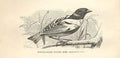 Old Antique Print Rufous Necked Weaver 1862 Wood'S Natural History Birds 19th