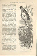 Original Old Antique Print Shaft Tailed Whidah Bird 1862 Bird Engraving 19th