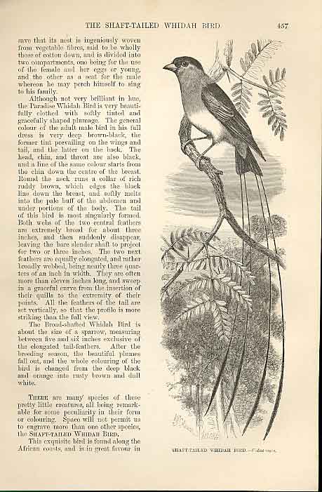 Original Old Antique Print Shaft Tailed Whidah Bird 1862 Bird Engraving 19th