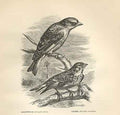 Old Antique Print Greenfinch & Linnet 1862 Wood'S Natural History Birds A 19th