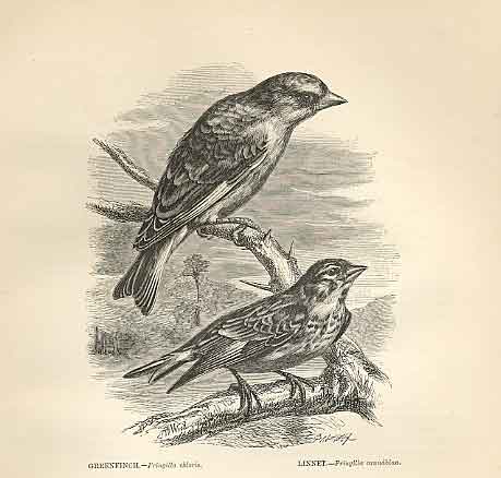 Old Antique Print Greenfinch & Linnet 1862 Wood'S Natural History Birds A 19th