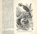 Original Old Antique Print Yellow Billed Parakeet 1862 Bird Engraving Victorian