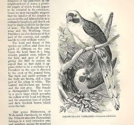 Original Old Antique Print Yellow Billed Parakeet 1862 Bird Engraving Victorian