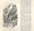 Original Old Antique Print Purple Capped Lory 1862 Wood'S Natural History Birds