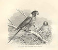 Original Old Antique Print Blue Banded Grass Parrakeet 1862 Bird Engraving 19th
