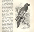 Old Antique Print Pesquet'S Dasyptilus 1862 Wood'S Natural History Birds 19th