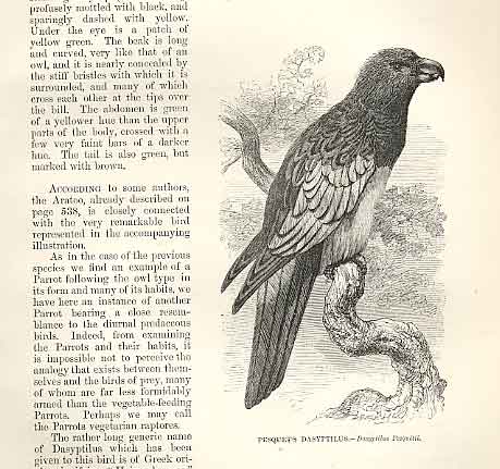 Old Antique Print Pesquet'S Dasyptilus 1862 Wood'S Natural History Birds 19th