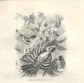 Original Old Antique Print Downey Woodpecker 1862 Wood'S Natural History Birds
