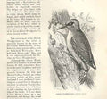 Original Old Antique Print Green Woodpecker 1862 Wood'S Natural History Birds