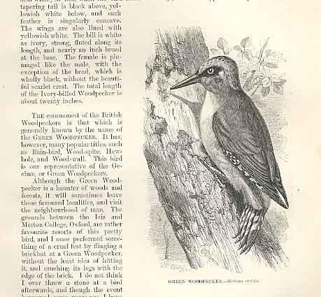 Original Old Antique Print Green Woodpecker 1862 Wood'S Natural History Birds