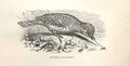 Original Old Antique Print Wryneck 1862 Wood'S Natural History Bird Engraving