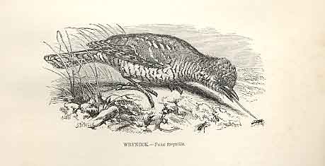 Original Old Antique Print Wryneck 1862 Wood'S Natural History Bird Engraving