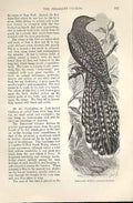 Original Old Antique Print Peasant Cuckoo 1862 Wood'S Natural History Birds