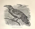 Original Old Antique Print Channel Bill 1862 Wood'S Natural History Birds 19th
