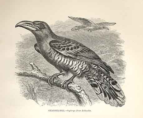 Original Old Antique Print Channel Bill 1862 Wood'S Natural History Birds 19th