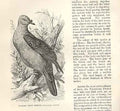 Old Antique Print Oceanic Fruit Pigeon 1862 Wood'S Natural History Birds 19th
